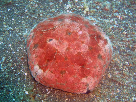  Culcita novaeguineae (Bun Star, Pincushion Starfish)